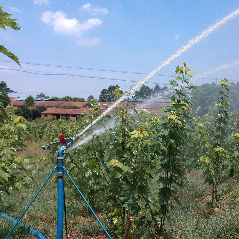sprinkler irrigation scene